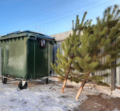 В бак живую елку не бросайте! Оставляйте новогоднее дерево рядом с контейнером, но не создавая помех для подъезда мусоровозам.